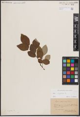 Foto von Salix caprea L.